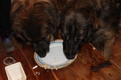 Leonberger 8 år