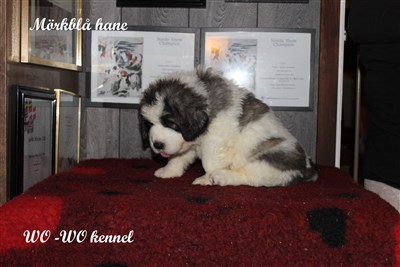 Pyreneisk Mastiff valpar