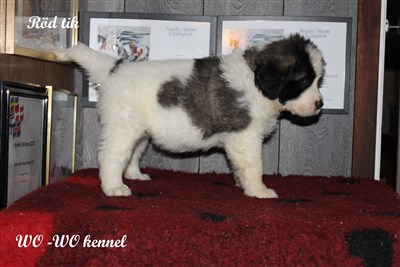 Pyreneisk Mastiff valpar