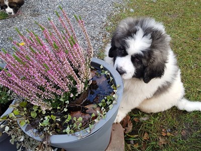 Pyreneisk Mastiff