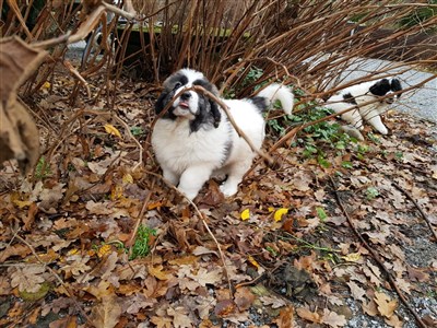 Pyreneisk Mastiff