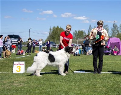 Pyreneisk Mastiff