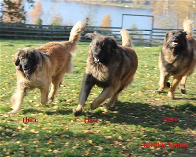 Leonberger