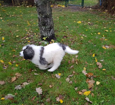 Pyreneisk Mastiff