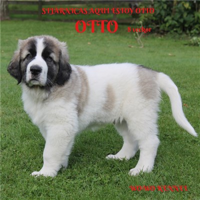 Pyreneisk Mastiff Otto