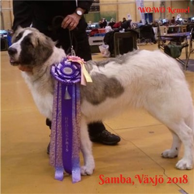 Pyreneisk Mastiff Samba