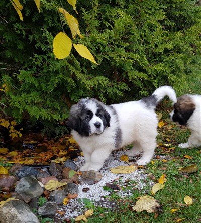 Pyreneisk Mastiff