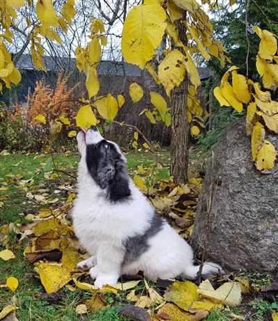 Pyreneisk Mastiff