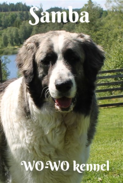 Pyreneisk Mastiff