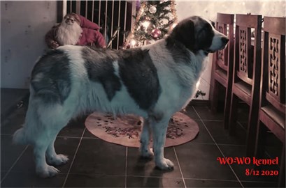 Pyreneisk Mastiff Samba