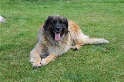 Leonberger Princess. Bild 2