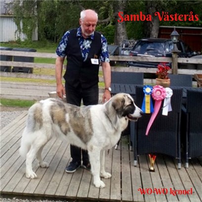 Pyreneisk Mastiff Samba