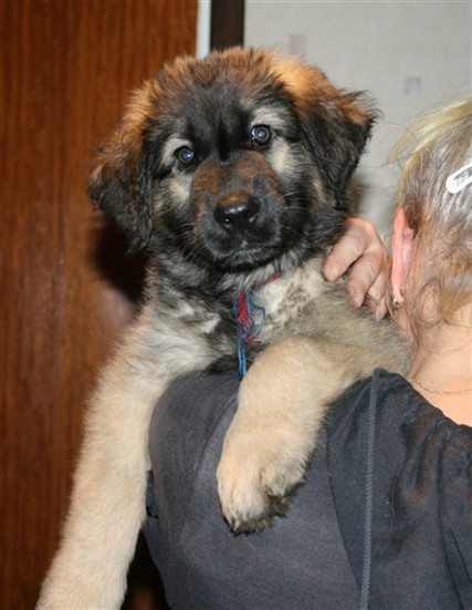 Leonberger, Zara