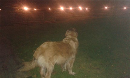 Leonberger Princess