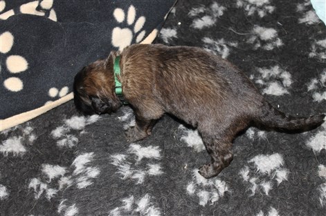 Leonberger 2,5 vekor