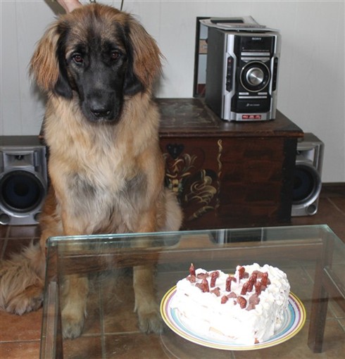 Leonberger Princess 1 år