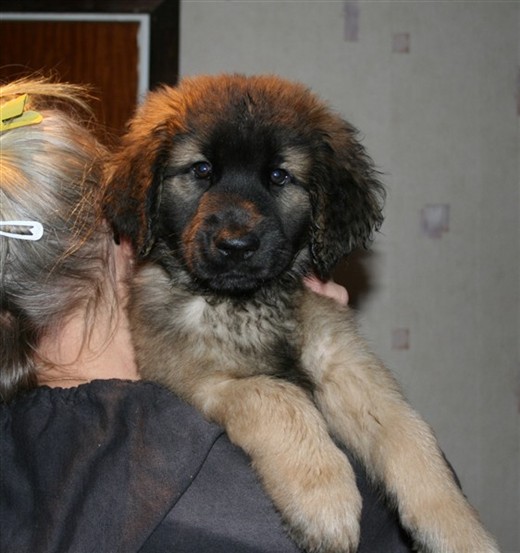 Leonberger, Zita