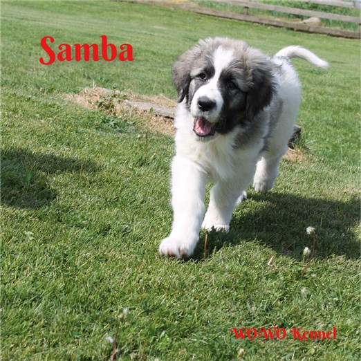 Pyreneisk Mastiff Samba