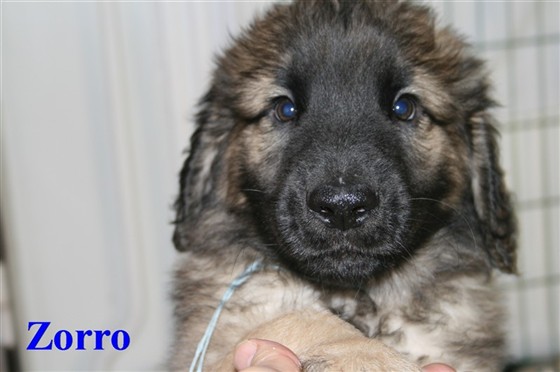 Leonberger Zorro