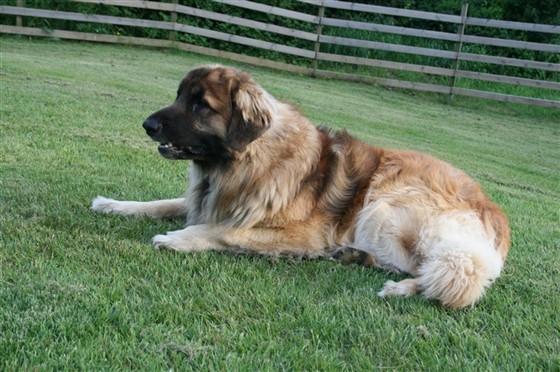 Leonberger Zorro