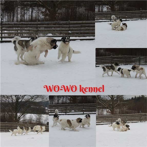 Pyreneisk Mastiff