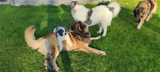 Leonberger Chabo och Chico