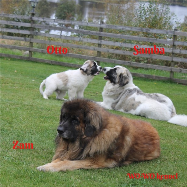 Pyreneisk Mastiff Otto