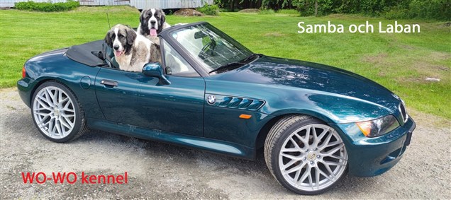 Pyreneisk Mastiff Samba och Laban