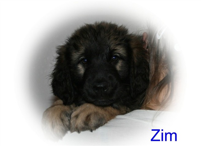 Leonberger, Zim