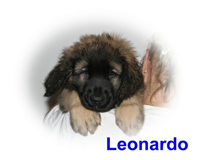 Leonberger, Leonardo