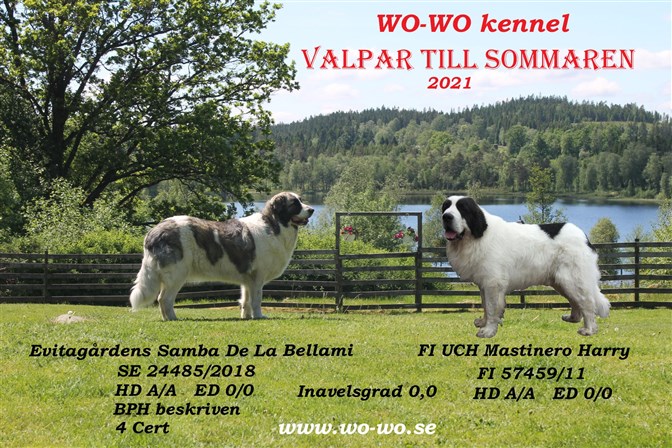 Pyreneisk Mastiff