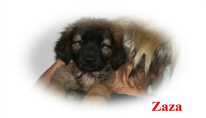 Leonberger, Zaza