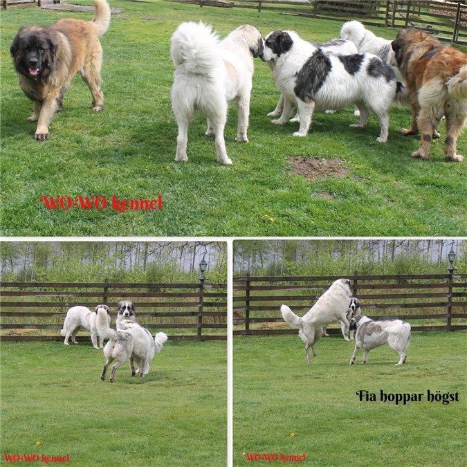 Pyreneisk Mastiff