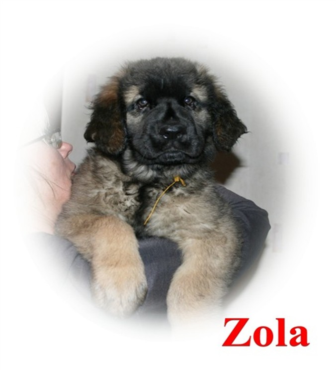 Leonberger, Zola