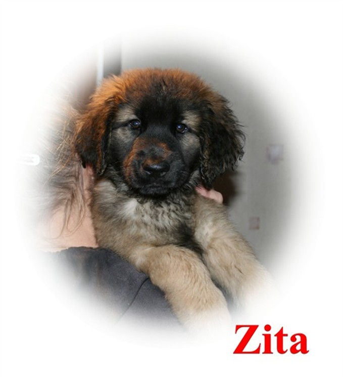 Leonberger, Zita