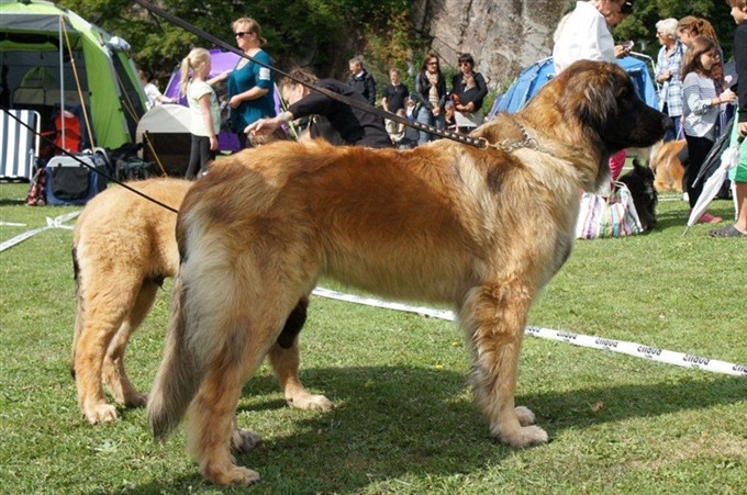 Leonberger Princess