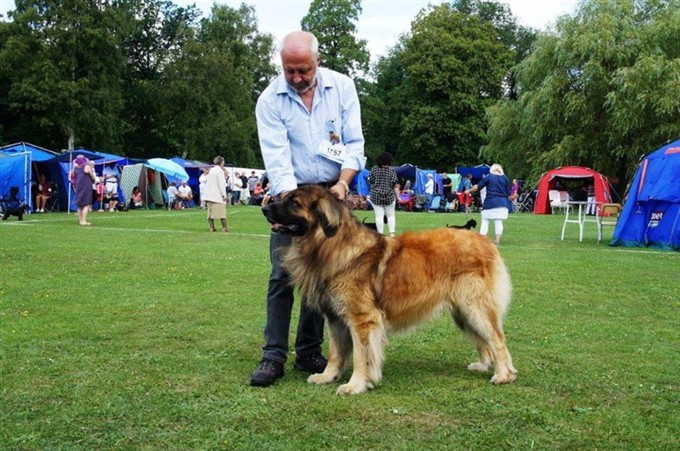 Leonberger Zam