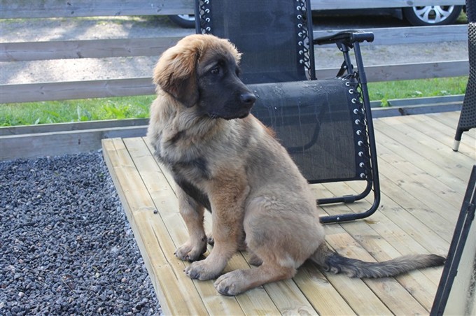 Leonberger Laban 5 månader