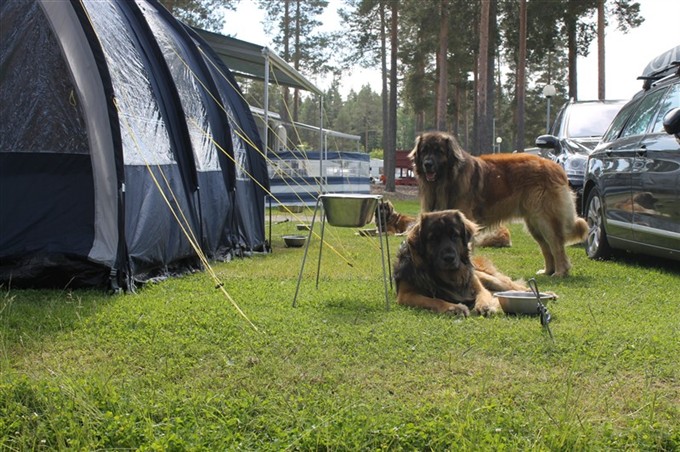 Leonberger Zinga och Zam