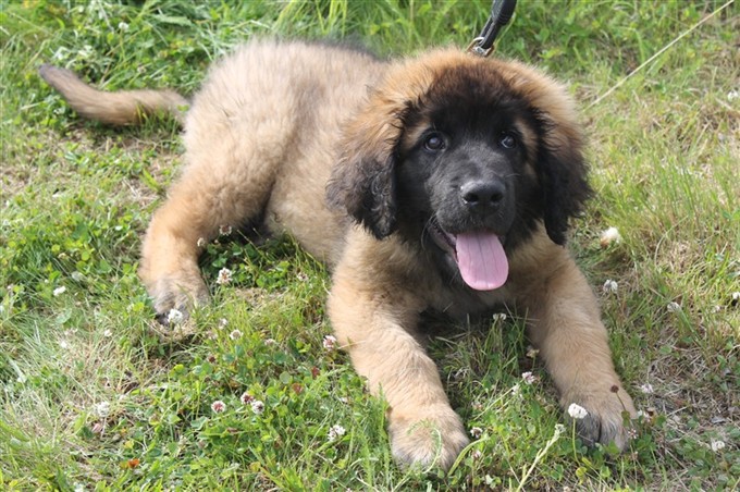 Leonberger Laban