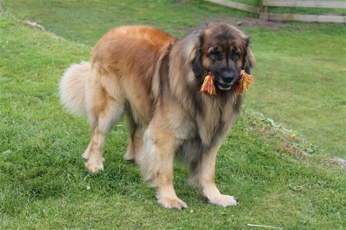 Leonberger Zam