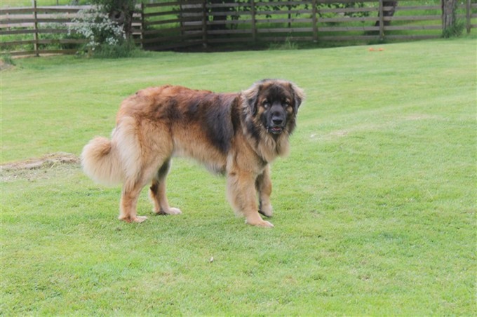 Leonberger Zimba