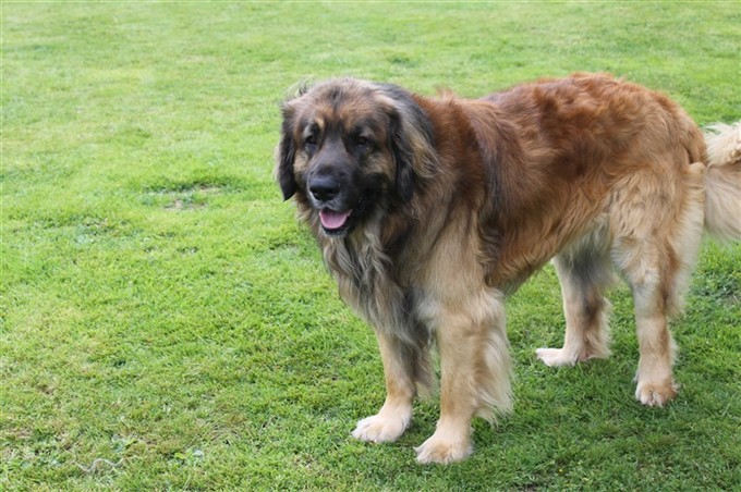 Leonberger zACK