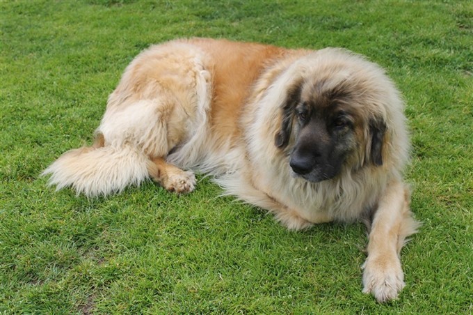 Leonberger Wilma