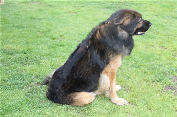 Leonberger Otto