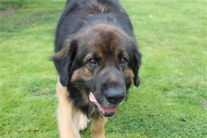 Leonberger Otto