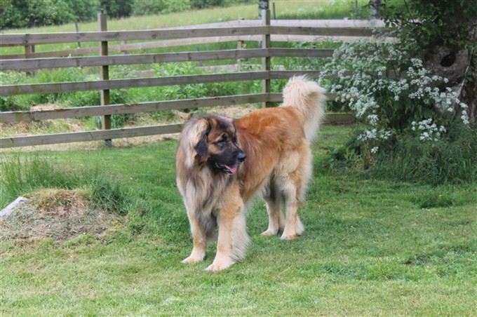 Leonberger Zam