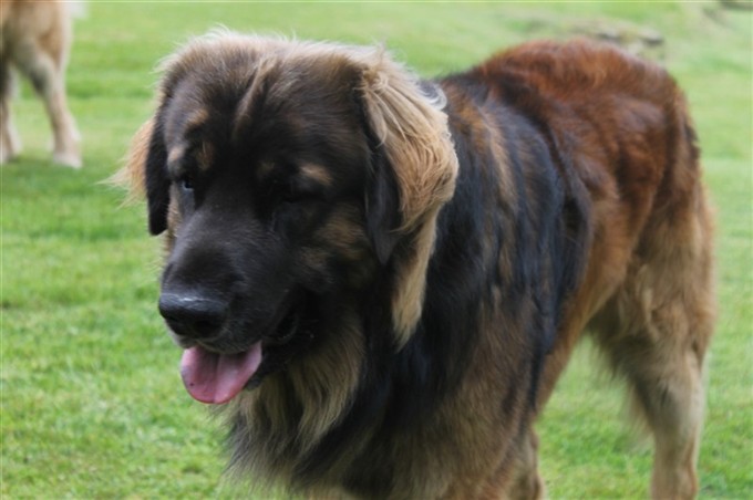 Leonberger Zingo