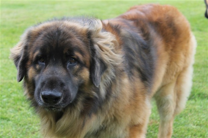 Leonberger Zimba