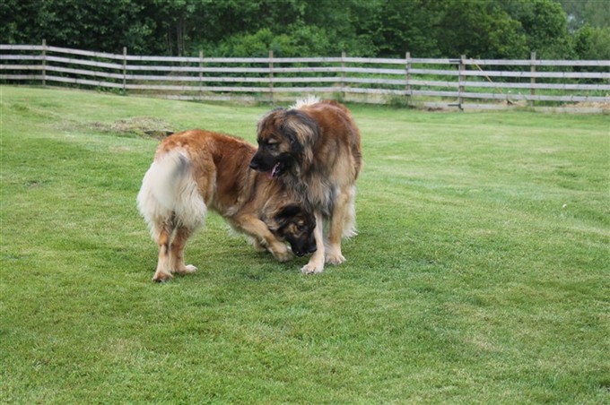 Leonberger Zack och Zara